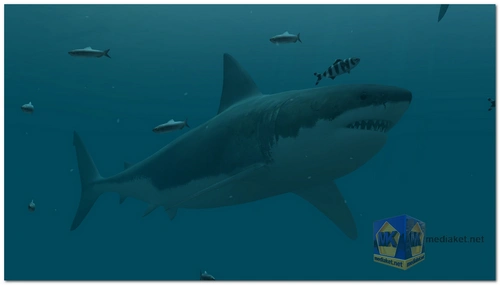 Sharks - Le grand requin blanc Ecran de veille 3D screenshot