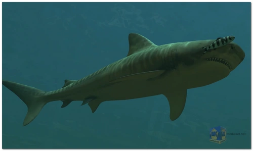 Tiger Sharks 3D Screensaver screenshot